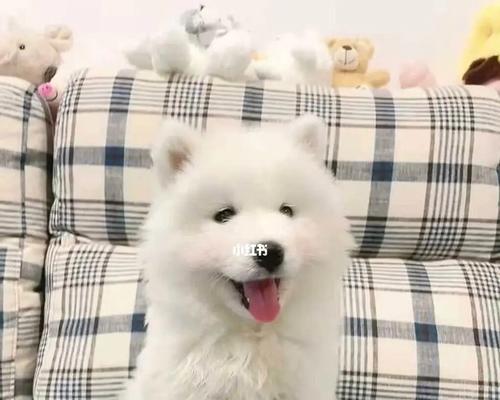 如何为你的萌萌哒萨摩耶幼犬注射疫苗（详细介绍以萨摩耶幼犬注射疫苗的注意事项）