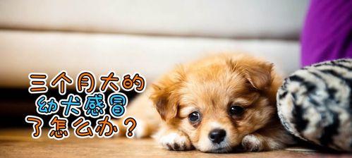 三个月大狗狗如何补充营养？（宠物爱好者必读，照顾萌宠的必备知识！）