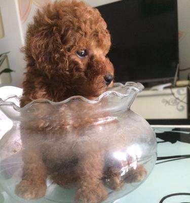 泰迪熊犬的喂养指南（以三个月大的泰迪熊犬为例，让您的宝宝健康成长）
