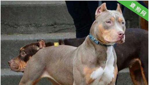 《不要天真以为什么狗能打过比特犬》（以宠物为主，了解比特犬的实力和危险性）