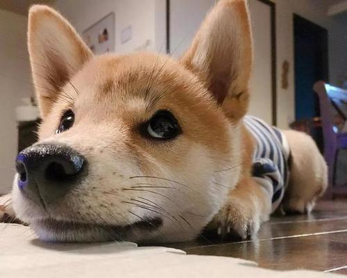 让狗狗不开心的事情（15种宠物主人需要知道的事情，让狗狗远离不快乐）