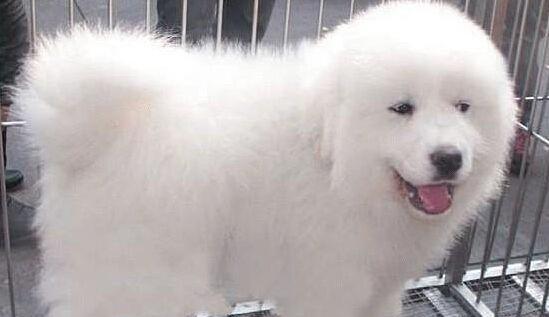 四个月大的大白熊犬的喂养指南（宠物的健康离不开良好的饮食习惯）