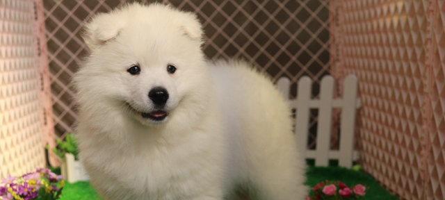 饲养萨摩耶幼犬的注意事项（宠物爱好者必看！萨摩耶幼犬饲养指南）