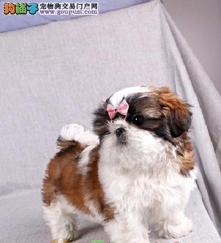 如何准备养西施犬（从宠物的选择到生活习惯的培养，你需要这些准备）