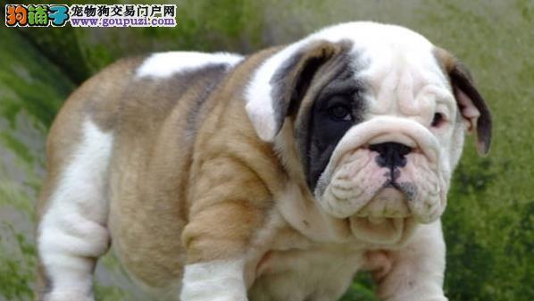 如何饲养健康的英国斗牛犬（注意事项和关键点）