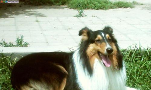 如何养护苏格兰牧羊犬幼犬断奶期？（掌握关键期，让宝宝健康成长）