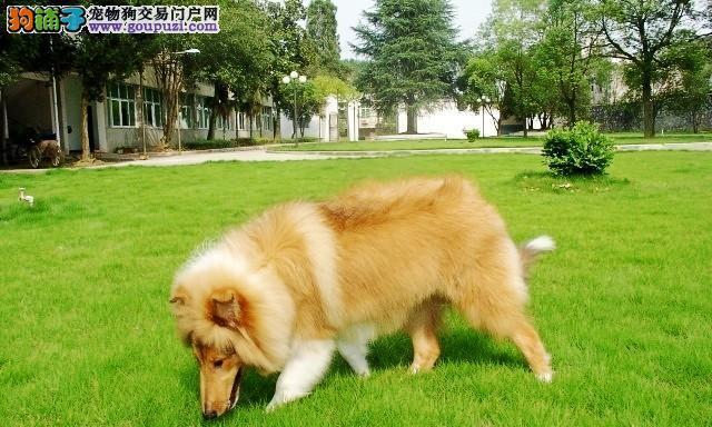 培养苏牧用餐礼仪，让你的宠物更优雅（从“坐姿”到“用餐方式”，让你的苏牧成为一位餐桌达人）