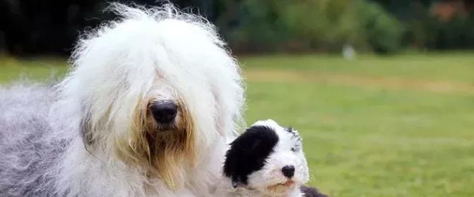 挑选古代牧羊犬的4个注意事项