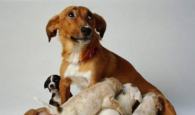 提高母犬乳汁分泌量，让宝宝健康成长（提高母犬乳汁分泌量，让宝宝健康成长）