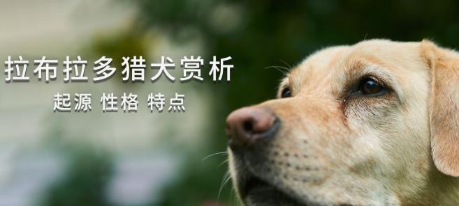 宠物狗狗健康喂养全攻略（照顾你的爱犬从正确的喂养开始）