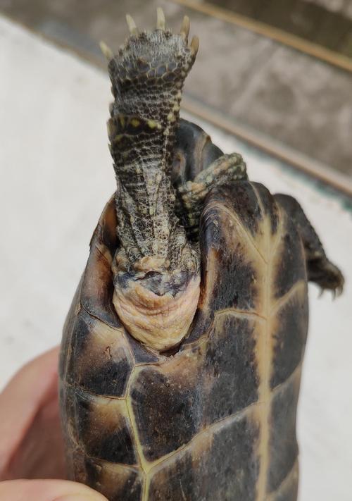 拯救宠物龟（以宠物为主，让龟儿重获健康生活）