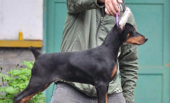 夏季如何解决杜宾犬食欲不振问题？（以宠物为主，为您详解杜宾犬夏季饮食问题）