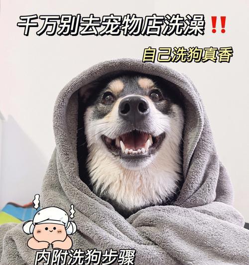 夏天宠物犬在家洗澡注意事项（如何为宠物犬提供安全舒适的沐浴体验）
