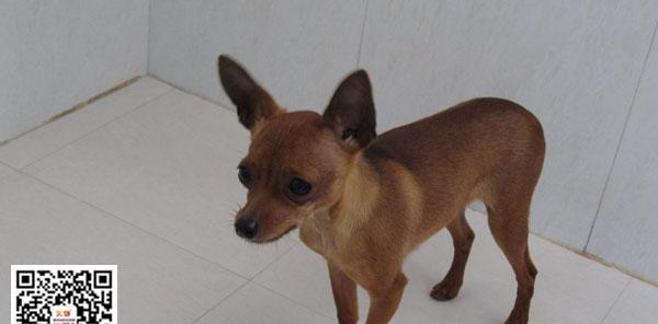 揭秘小鹿犬为何没人养的真相（探寻小鹿犬市场降温的原因和解决方案）