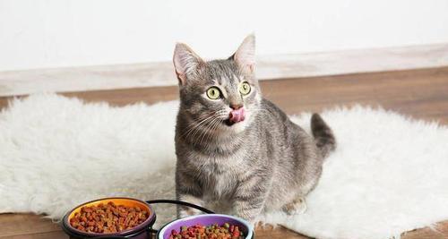 小猫吃猫粮不会嚼怎么办？（掌握正确的喂养方法，让宠物健康成长）