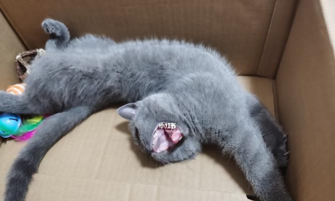 小猫咪的第一次驱虫时间是什么时候？（宠物保健中必不可少的驱虫措施）