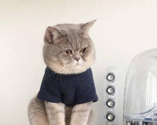 小猫咪腹泻拉稀可能的原因（解析宠物腹泻的症状、诊断和治疗方法）