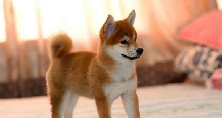 如何安全度过新购柴犬的过渡期（宠物爱好者必看！如何让新购柴犬安全适应新环境？）