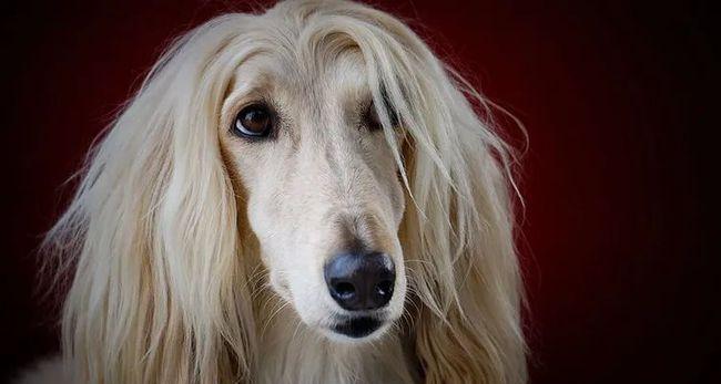 如何训练阿富汗猎犬成为优秀的宠物（掌握科学的训练方法，提升狗狗素质）