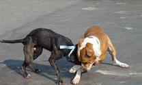 如何保养比特犬的爪部？（全面呵护您的宠物，比特犬爪部护理全攻略！）