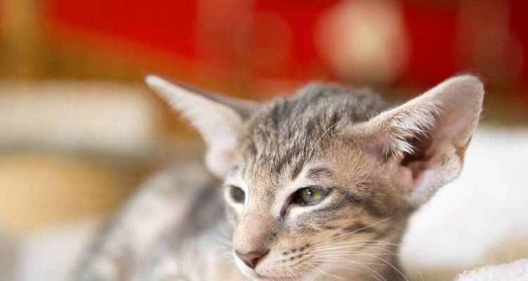 小猫感冒怎么办？（使用庆大霉素有效治疗猫咪感冒）