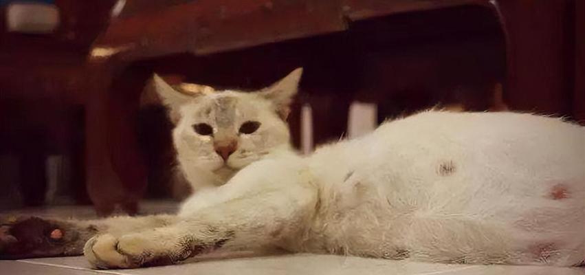 小猫怀孕要注意的饮食（宠物猫孕育期间的饮食需求及注意事项）
