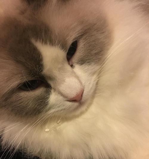 宠物小猫呕吐怎么办？（教你如何处理小猫呕吐问题）