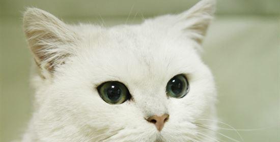 宠物小猫缺钙吃钙片多久能好？（如何为小猫补充足够的钙质？-）