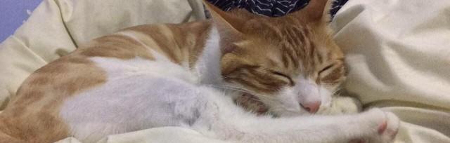 宠物小猫发热的原因和应对方法（了解小猫体温发热的种种可能，保护健康快乐成长）