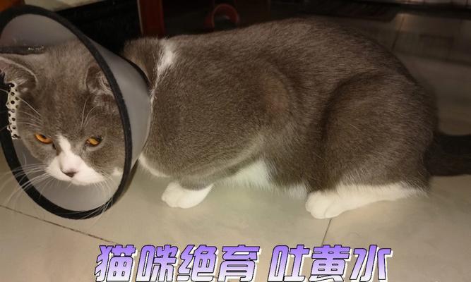 小猫突发拉稀不吃不喝，该如何应对？（详细解析宠物拉稀的成因和治疗方法）