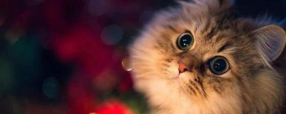 小猫为何在晚上不停叫唤？（探究宠物行为的原因）