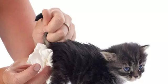 小猫拉肚子的原因及治疗方法（宠物主人必知！小猫拉肚子的症状、原因和治疗）