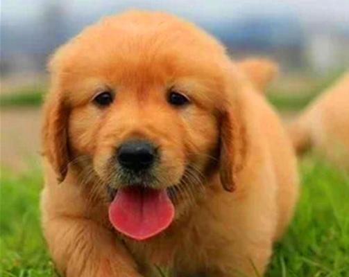 金毛犬价格调查（揭秘市场行情，看看一只金毛犬值不值得你的投资）