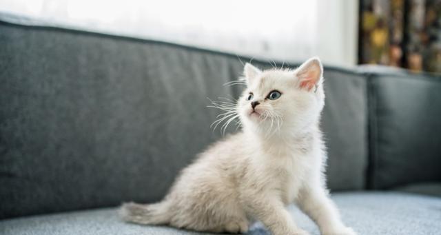 如何养护一个月大的小猫（初养猫人必看，从喂养到训练全解析）