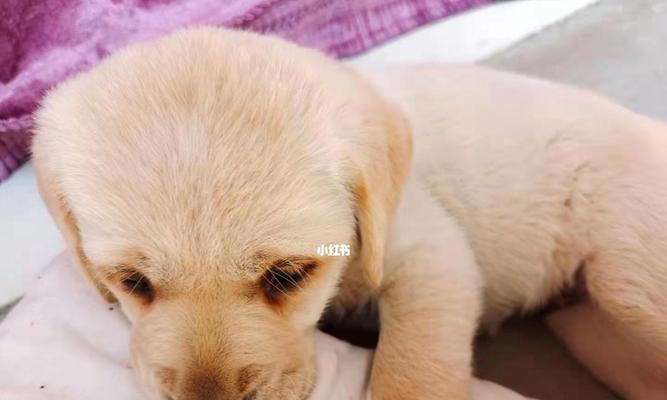 幼犬拉稀康复全攻略