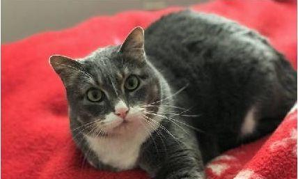 猫咪心脏病如何鉴别（掌握这些技巧，轻松发现猫咪心脏病）