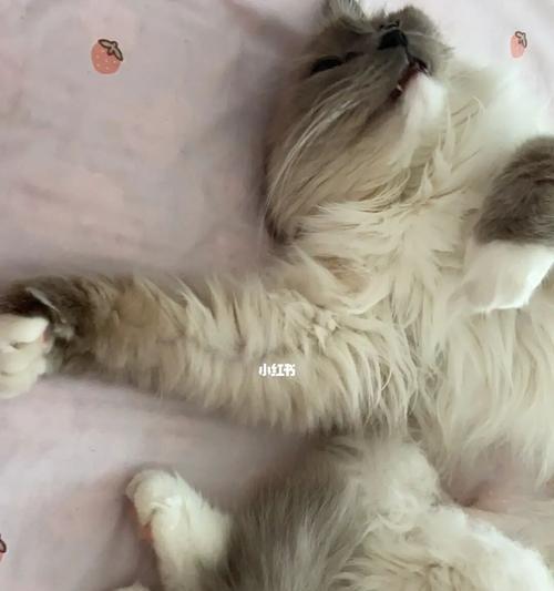 如何让你的猫咪定地方睡觉（从宠物健康和行为角度出发，提高猫咪睡眠质量）