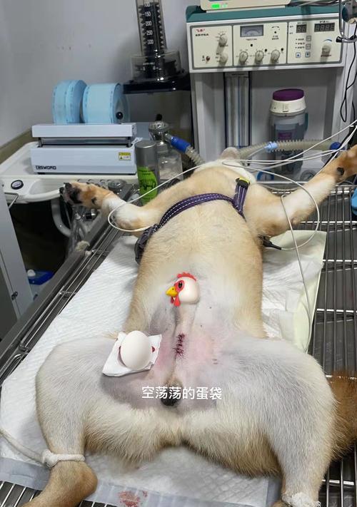 如何判断狗狗是否患有隐睾症（了解狗狗的生理结构，准确诊断隐睾症）