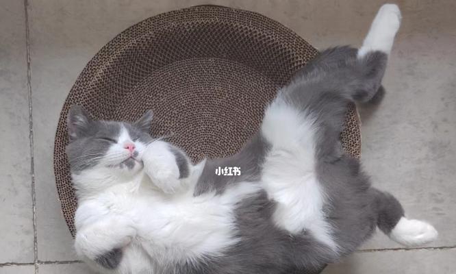 猫咪食量计算——一只6个月的猫咪每天需要多少钱的食物？（以宠物为主，探讨如何合理计算猫咪的饮食开支）