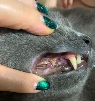 剪掉猫咪的牙齿是不是合适的做法？（知道这些情况后，再考虑是否需要为宠物剪牙）