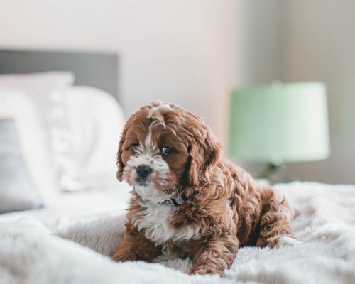 茶杯犬的成长（茶杯犬的成长历程及其身体发育的关键）