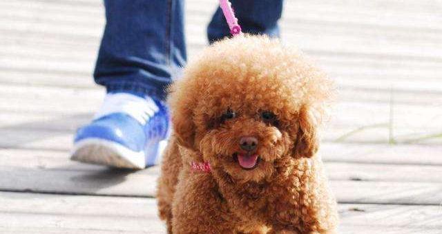 哪个牌子的羊奶最适合成犬泰迪？（以宠物为主，我们如何选择最佳品牌？）