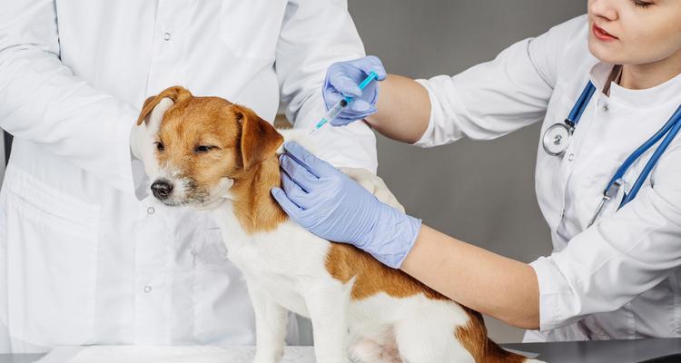 以大厂狗狗疫苗为主的宠物疫苗保护计划（让爱宠安全健康，大厂打疫苗是明智选择）