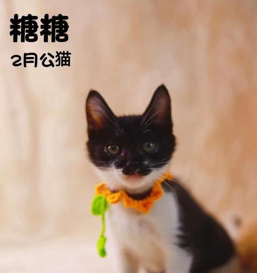 以丹东猫咪领养平台为主题的猫咪领养指南（让宠物成为你生命中不可或缺的伙伴）
