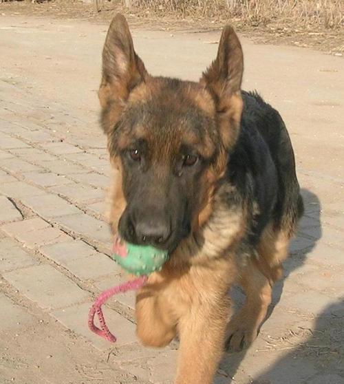 为什么德牧犬耳朵竖起来了？（探究德牧耳朵竖起的原因及特点）