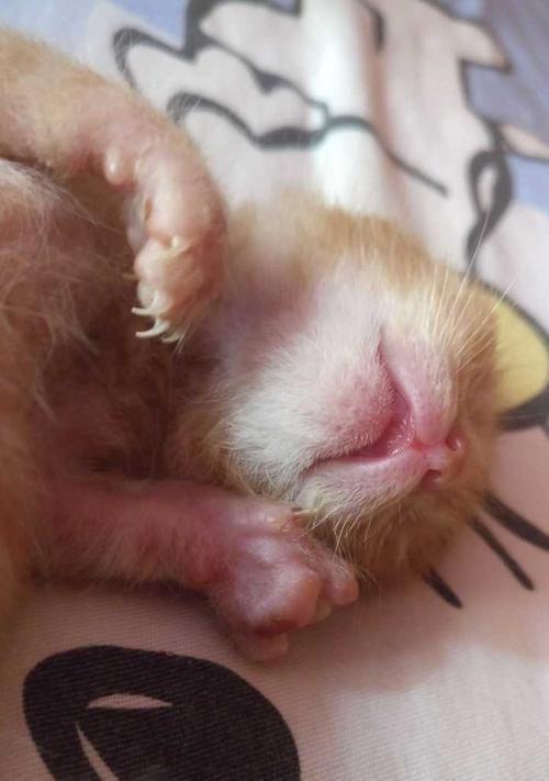 刚出生的猫为什么会有大肚子？（探究肥胖、寄生虫和消化问题是导致猫咪肚子大的原因）