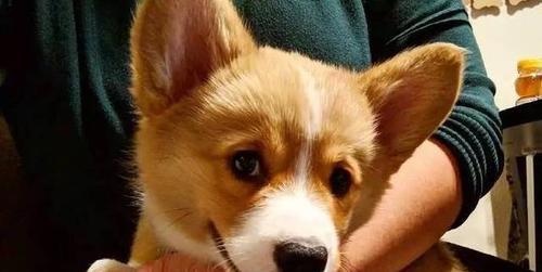 狗狗吃了犬心保，引发不良反应？（小心宠物健康，注意犬心保成分！）