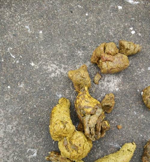 狗狗吃完打虫药会拉活虫吗？解密真相！（宠物健康的保障，打虫药应该这样使用！）