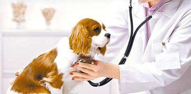 如何保护您的宠物犬打疫苗后的健康（注意事项及预防措施）