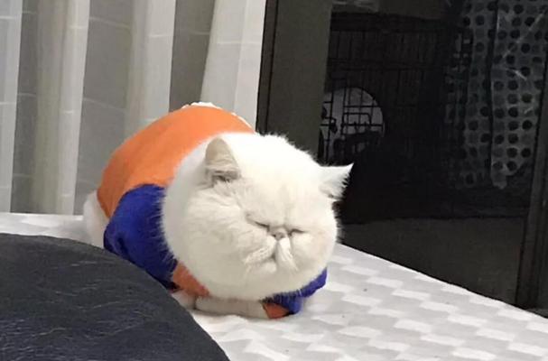 宠物火葬一条龙服务（让你的宠物得到最后的尊重与安息）